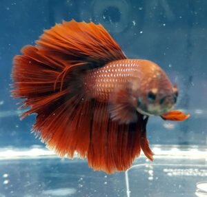 Betta Splendens Siamese Male Fighting Fish Review