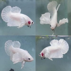 Bettafishusa Live Male Betta Fish Dumbo Big Ears White Colors Review