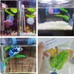 DOBA Betta Fish Leaf Soft Bed Review