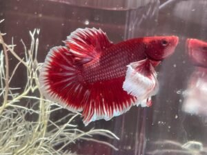 Dumbo Halfmoon Betta Review