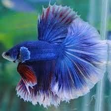 SevenSeaSupply Betta Fish Review