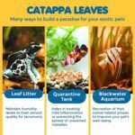 SunGrow Catappa Leaves Review